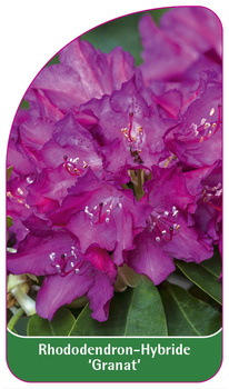 Rhododendron-Hybride 'Granat'