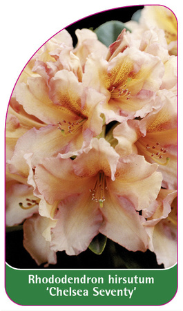Rhododendron hirsutum 'Chelsea Seventy'