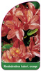 Rhododendron bakeri, orange