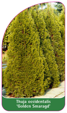 Thuja occidentalis 'Golden Smaragd'