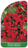 Skimmia japonica 'Fortunei Nymans'