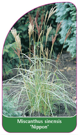 Miscanthus sinensis 'Nippon'