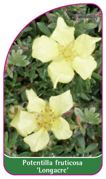 Potentilla fruticosa 'Longacre'