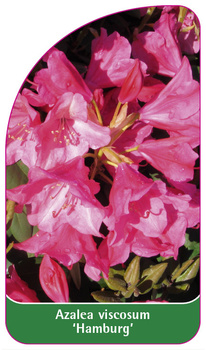 Azalea viscosum 'Hamburg'