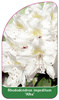 Rhododendron impeditum 'Alba'