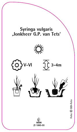 Syringa vulgaris 'Jonkheer G.P. van Tets'