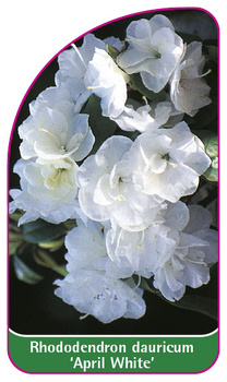 Rhododendron dauricum 'April White'