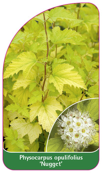 Physocarpus opulifolius 'Nugget'