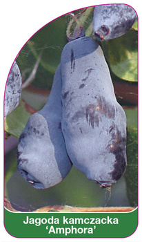 Jagoda kamczacka 'Amphora'
