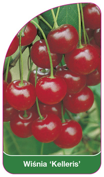 Wiśnia 'Kelleris'