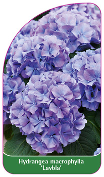 Hydrangea macrophylla 'Lavbla'