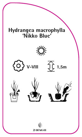 Hydrangea macrophylla 'Nikko Blue'