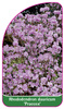 Rhododendron 'Praecox'