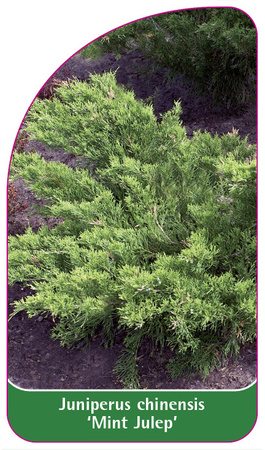 Juniperus chinensis 'Mint Julep'