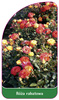 Discount rose Nr. 110