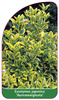 Euonymus japonica 'Aureomarginata'