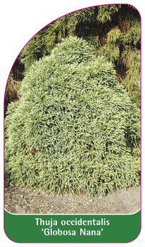 Thuja occidentalis 'Globosa Nana'