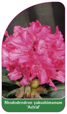 Rhododendron yakushimanum 'Astrid'