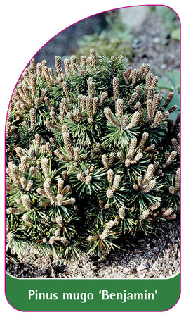 Pinus mugo 'Benjamin'