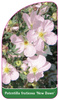 Potentilla fruticosa 'New Dawn'