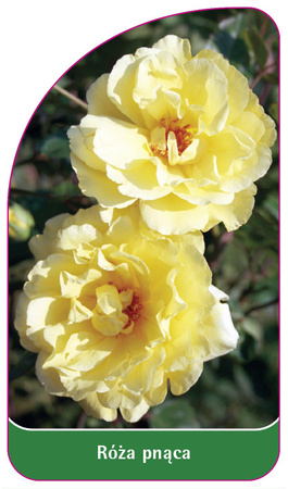 Pnoucí růže č. 325