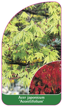 Acer japonicum 'Aconitifolium'