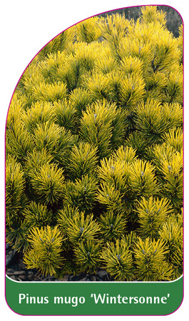 Pinus mugo 'Wintersonne'