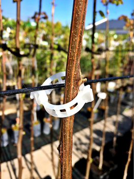 Zapinka do mocowania łodyg pomidorów do sznurka