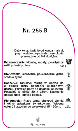 Róza wielkokwiatowa Nr. 255 B