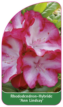 Rhododendron-Hybride 'Ann Lindsay'