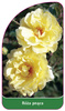 Róza pnąca Nr. 325