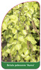 Betula pubescens 'Aurea'
