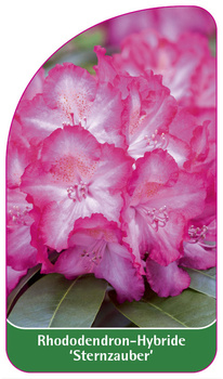 Rhododendron-Hybride 'Sternzauber'