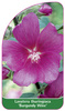 Laventera thuringiaca 'Burgundy Wine'