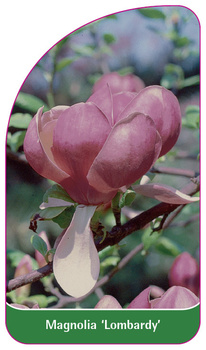 Magnolia 'Lombardy'
