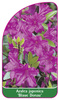 Azalea japonica 'Blaue Donau'