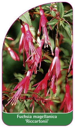 Fuchsia megllanica 'Riccartonii'