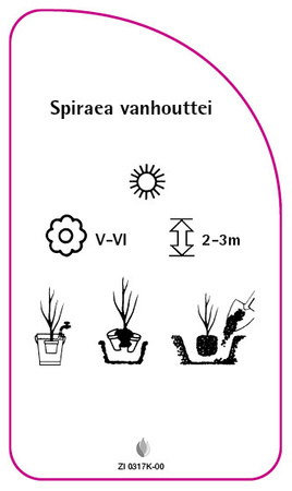 Spiraea vanhouttei