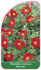 Potentilla fruticosa 'Red Ace'
