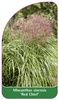 Miscanthus "Red Chief