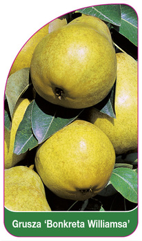 Pear tree 'Bonkreta Williams'