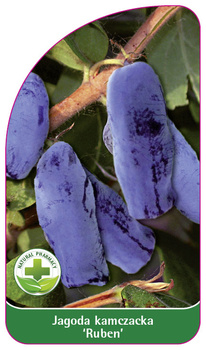 Jagoda kamczacka 'Ruben'