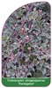 Cotoneaster atropurpureus 'Variegatus'