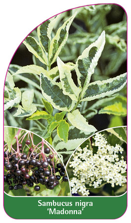 Sambucus nigra 'Madonna'