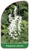 Polygonum aubertii