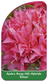 Azalea Knap-Hill-Hybride 'Kilian'