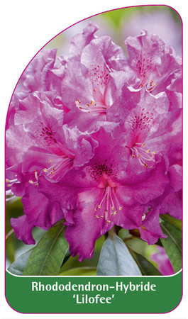Rhododendron-Hybride 'Lilofee'
