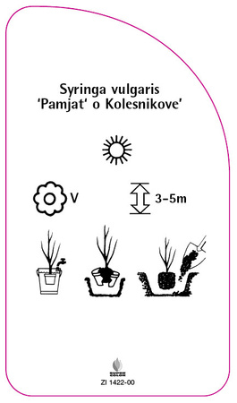 Syringa vulgaris 'Pamjat' o Kolesnikove'