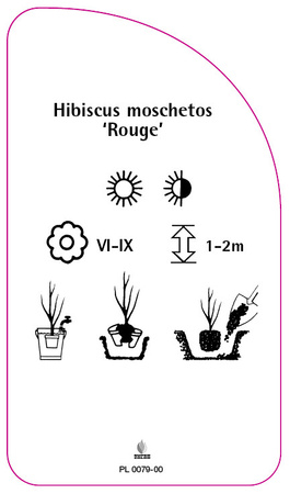 Hibiscus moschetos 'Rouge'