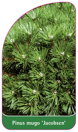 Picea mugo 'Jacobsen'